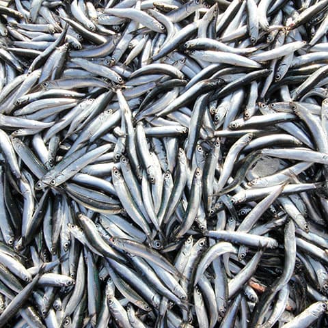 Imagen noticia Pesca de la anchoa en el cantábrico