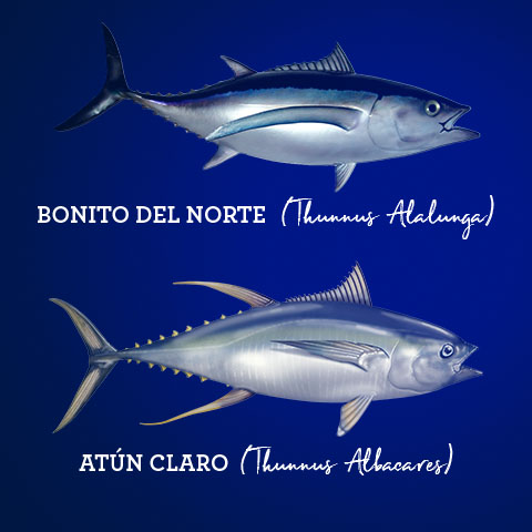 Imagen noticia ¿Cuáles son las diferencias entre Atún y Bonito del Norte?