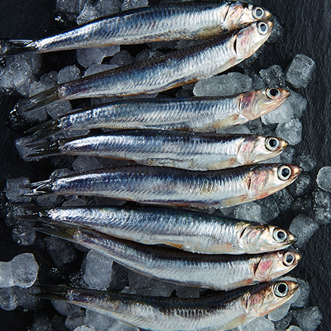 Imagen noticia Benefícios de las Anchoas del Cantábrico